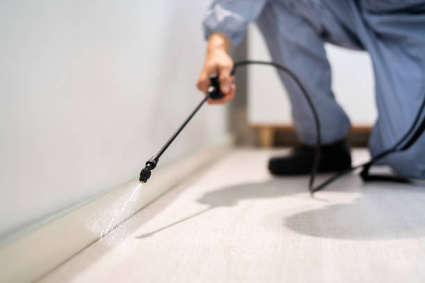 Licensed Termite Control service in Los Angeles County County, CA - Nex Pest Control